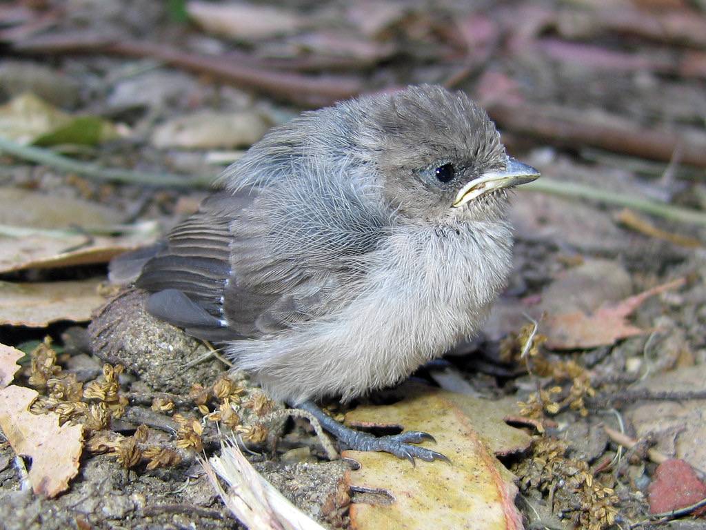 Baby Blue-gray Gnatcatcher by Greg Schechter is licensed under CC BY 2.0